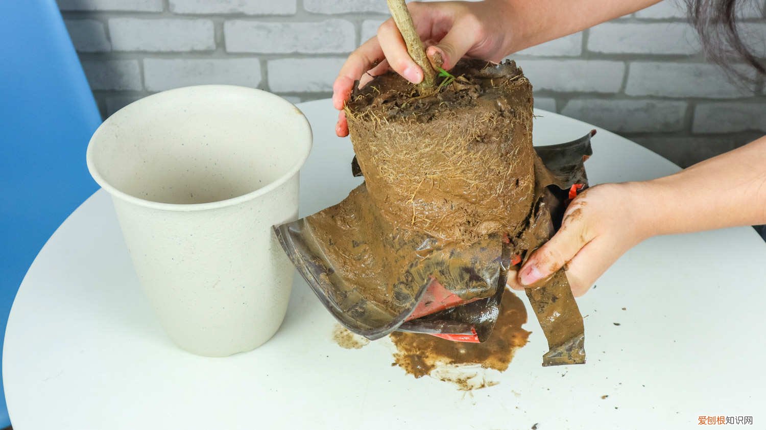 怎么养狗牙花视频 怎么养狗牙花