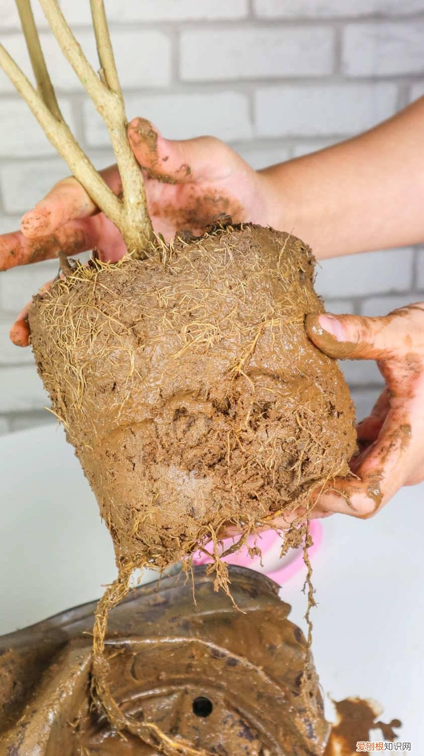 怎么养狗牙花视频 怎么养狗牙花