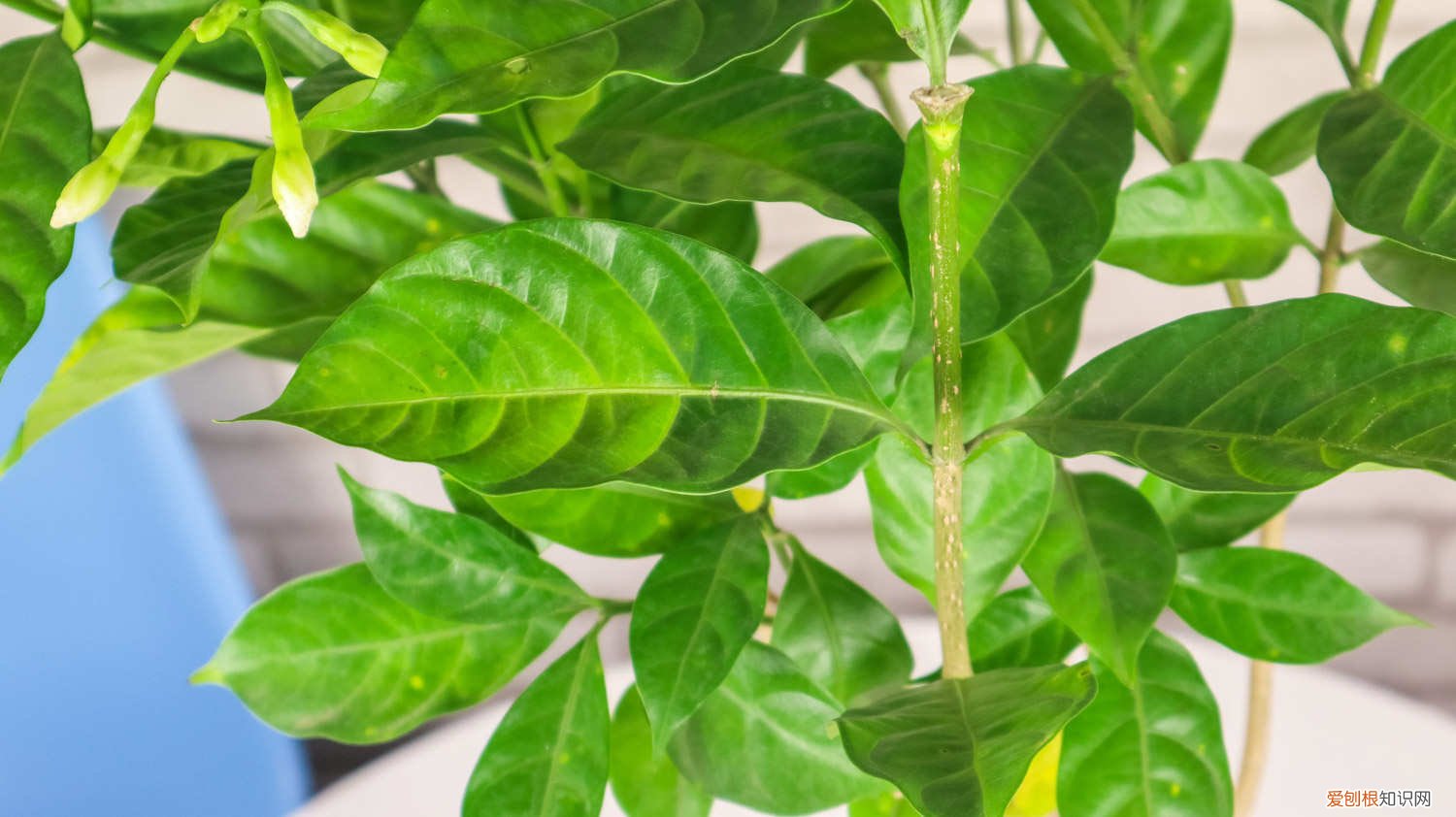 怎么养狗牙花视频 怎么养狗牙花