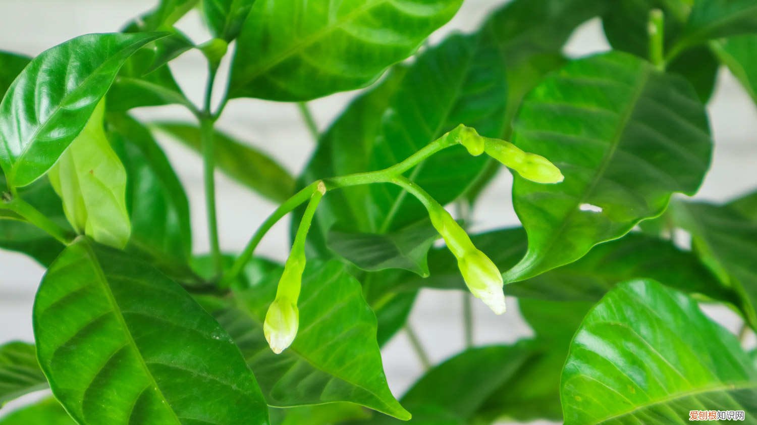 怎么养狗牙花视频 怎么养狗牙花