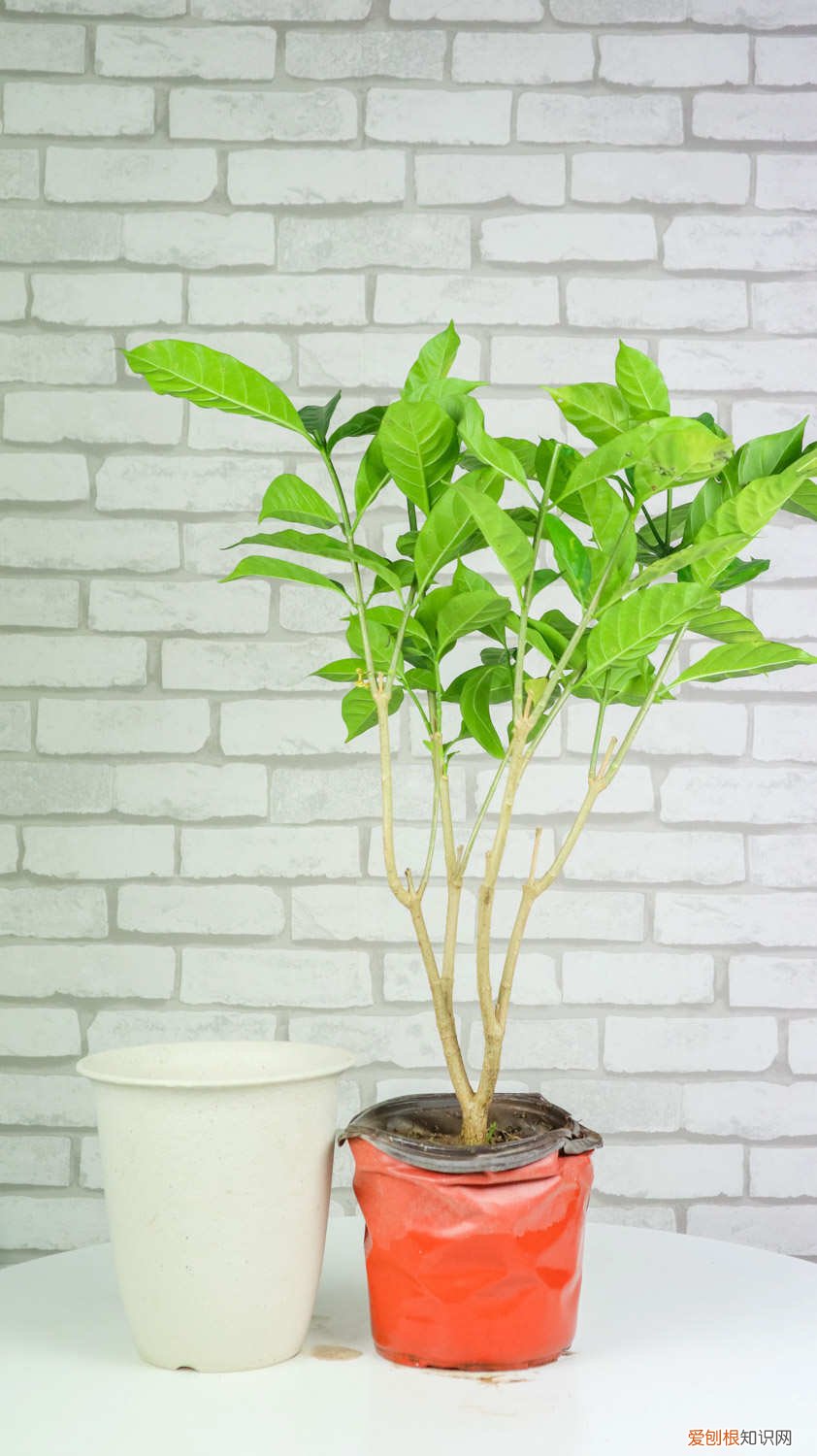 怎么养狗牙花视频 怎么养狗牙花
