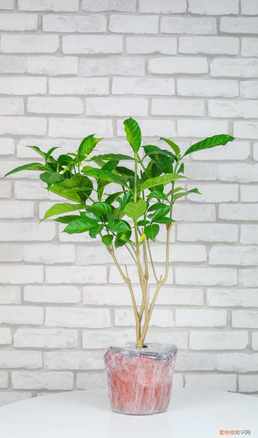 怎么养狗牙花视频 怎么养狗牙花