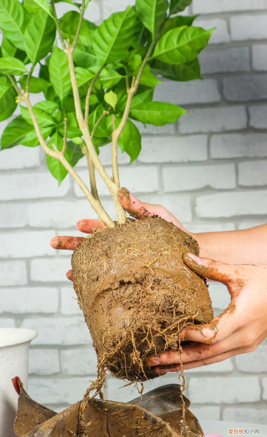 怎么养狗牙花视频 怎么养狗牙花
