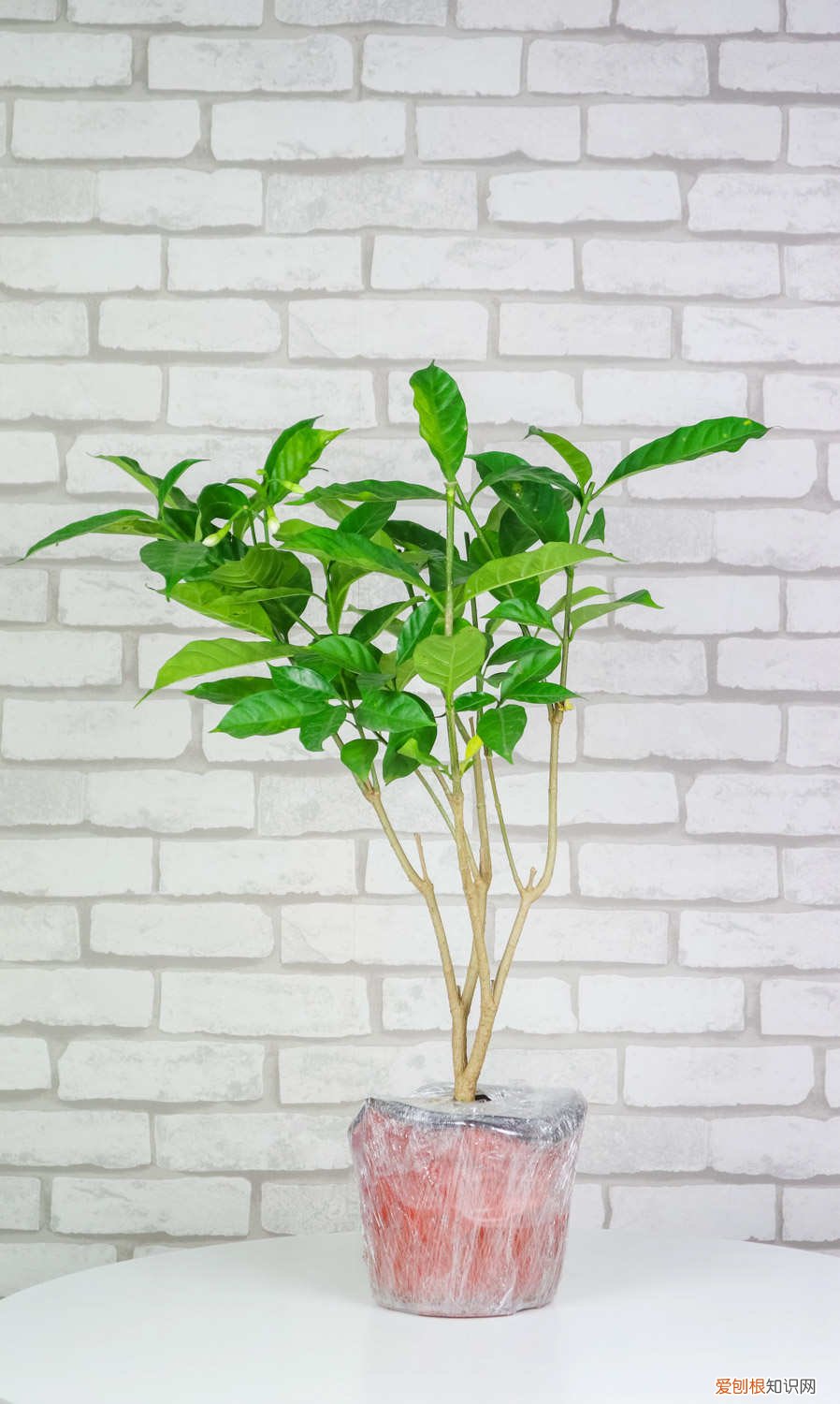 怎么养狗牙花视频 怎么养狗牙花