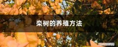 栾树的栽培技术 栾树的养殖方法