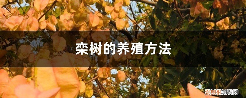 栾树的栽培技术 栾树的养殖方法