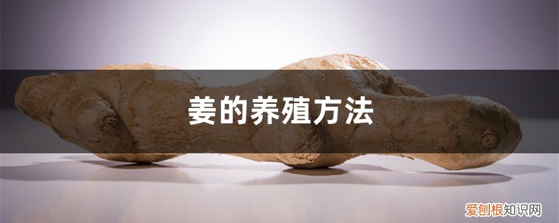 姜的养殖方法和注意事项 姜的养殖方法
