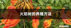 火焰森林的养殖方法 火焰树的养殖方法