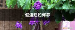 假连翘在室内可以养吗 假连翘如何养