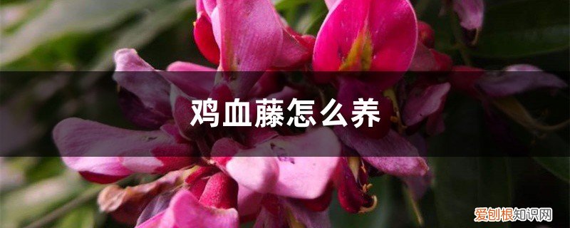 鸡血藤栽培 鸡血藤怎么养