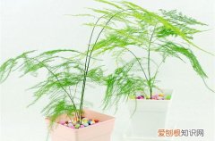 图 文竹枝叶变黄该怎么办(文竹叶子黄了该怎么办)