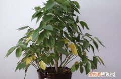 平安树叶子发黄是什么原因 平安树叶子发黄怎么办？
