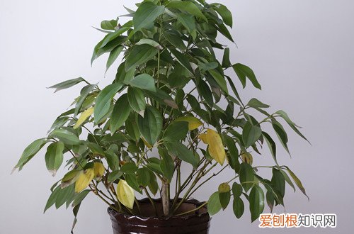 平安树叶子发黄是什么原因 平安树叶子发黄怎么办？