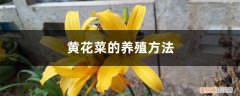 黄花菜如何种植技术 黄花菜的养殖方法