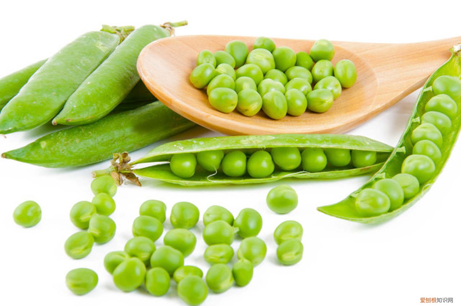 豌豆怎么养活 豌豆怎么养