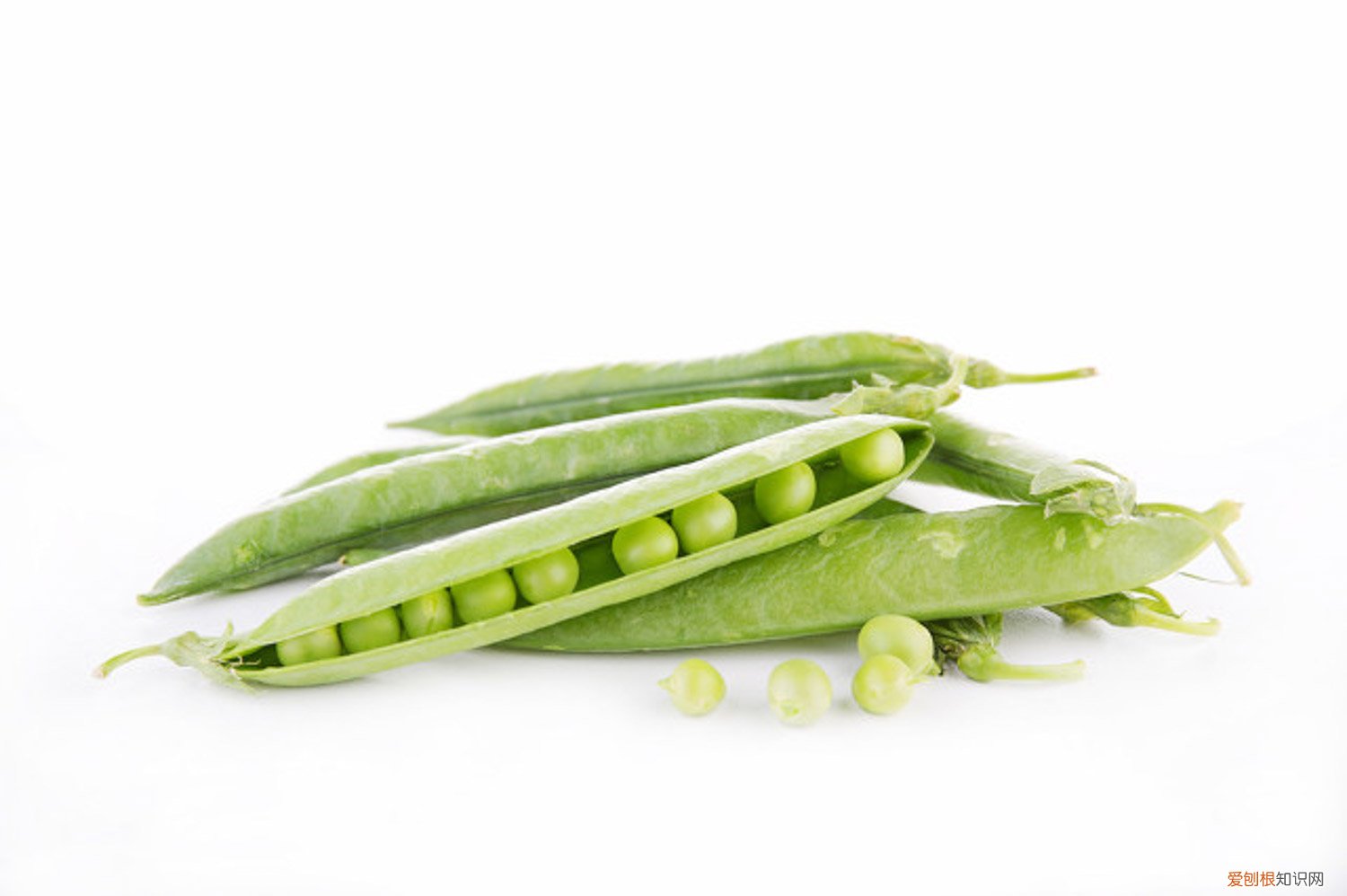 豌豆怎么养活 豌豆怎么养
