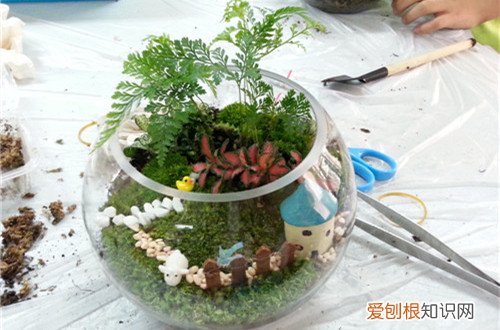图 自己做苔藓微景观 手工制作苔藓微景观