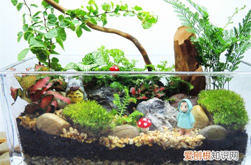 图 自己做苔藓微景观 手工制作苔藓微景观
