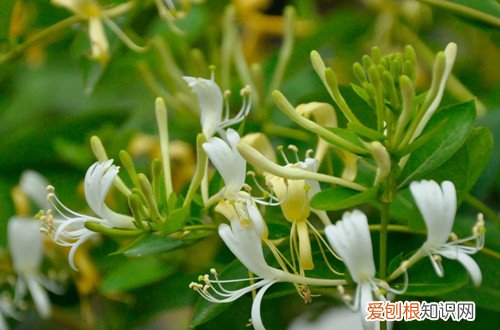 图 金银花怎么养 金银花的养殖方法