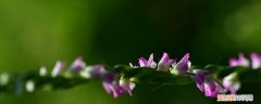 可以养野生的绶草吗 绶草的养殖方法