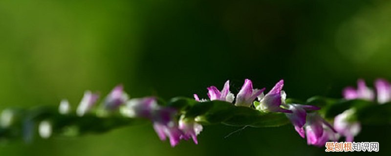 可以养野生的绶草吗 绶草的养殖方法