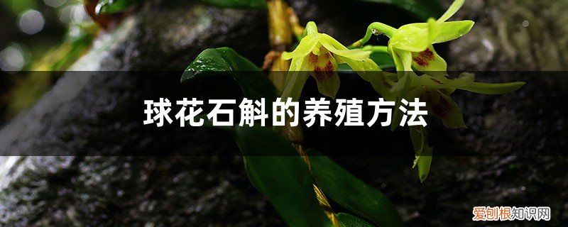 盆栽石斛花的养殖方法 球花石斛的养殖方法