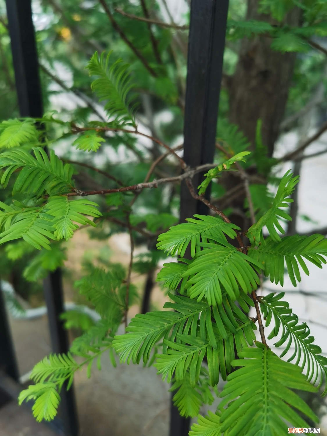 水杉怎么养长的好看 水杉怎么养长的好
