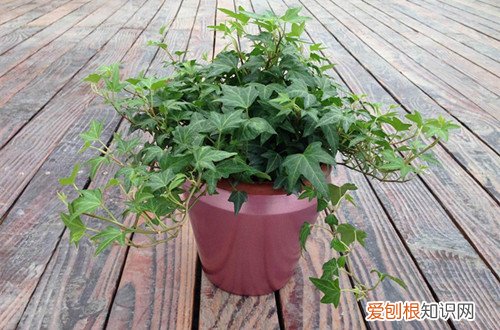 图 常春滕如何管理施肥(常春藤如何施肥)