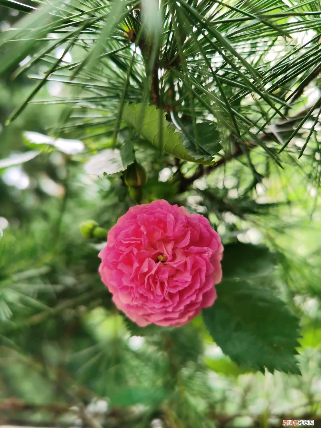 蔷薇花幼苗的养殖方法 硕苞蔷薇的养殖方法