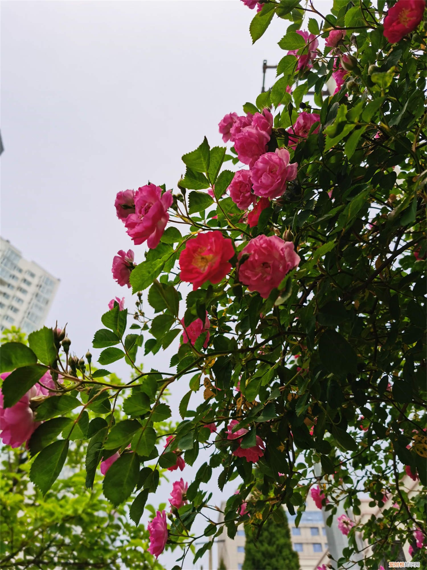 蔷薇花幼苗的养殖方法 硕苞蔷薇的养殖方法