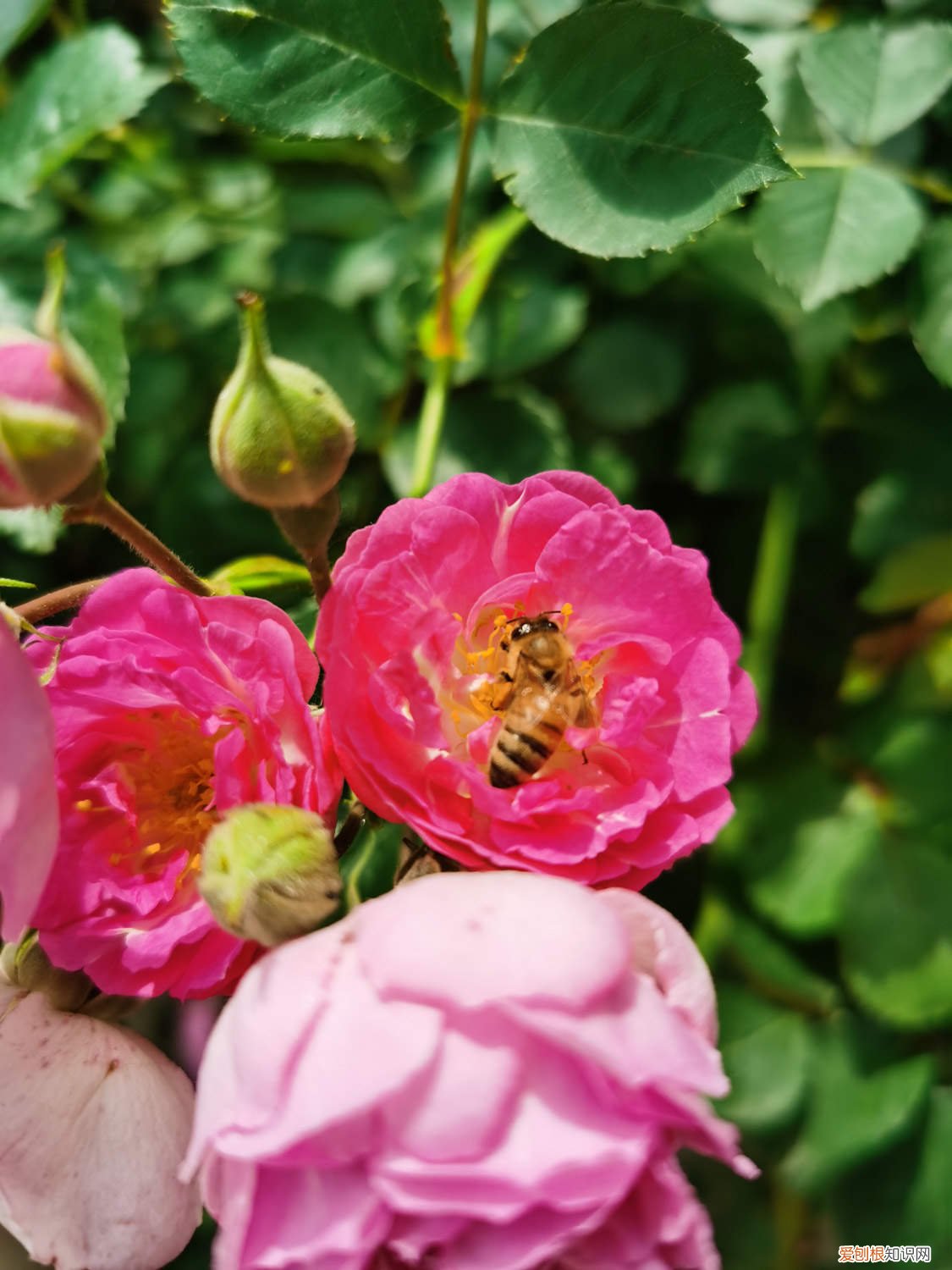 蔷薇花幼苗的养殖方法 硕苞蔷薇的养殖方法