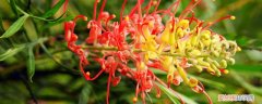 银桦与红花银桦的区别 红花银桦的养殖方法