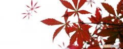 枫树怎样养 枫树如何养