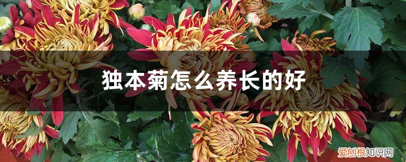 本菊和独本菊的培育特点如何 独本菊怎么养长的好