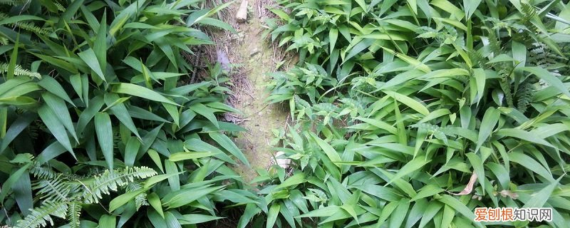 淡竹怎么养 淡竹叶的养殖方法