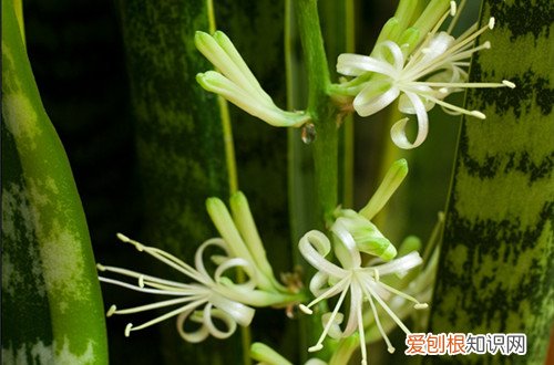 图 虎皮兰会开花吗 虎皮兰花图片