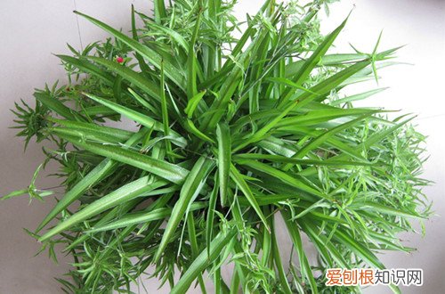 图 吊兰怎么修剪(吊兰修剪方法)