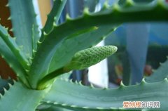 图 芦荟会开花吗 芦荟花图片