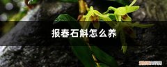 报春石斛图片开花 报春石斛怎么养