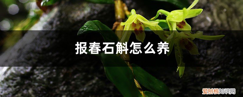 报春石斛图片开花 报春石斛怎么养