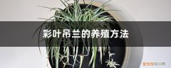 彩色吊兰养殖方法 彩叶吊兰的养殖方法