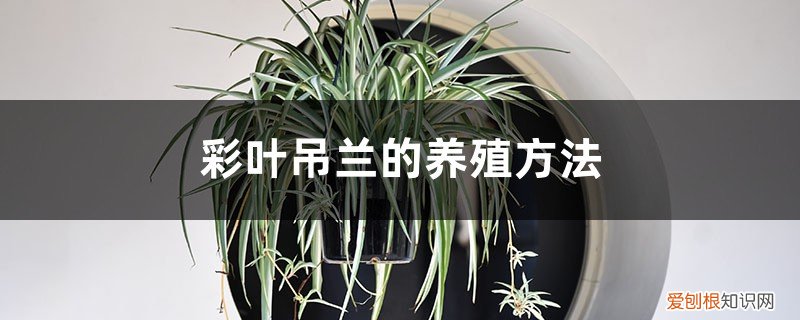 彩色吊兰养殖方法 彩叶吊兰的养殖方法