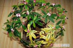 图 为什么花市买回来的花不容易养活？(花卉市场买回来的花为什么养不活)