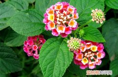图 什么花草驱蚊虫 室内驱蚊植物有哪些