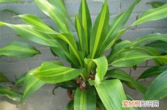 图 巴西铁叶子发黄是什么原因 巴西铁叶子枯萎怎么办