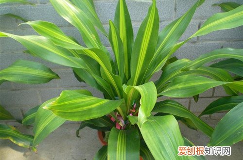 图 巴西铁叶子发黄是什么原因 巴西铁叶子枯萎怎么办