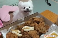 小狗狗能吃炸鸡吗 狗狗可以吃一点炸鸡吗