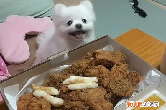 小狗狗能吃炸鸡吗 狗狗可以吃一点炸鸡吗