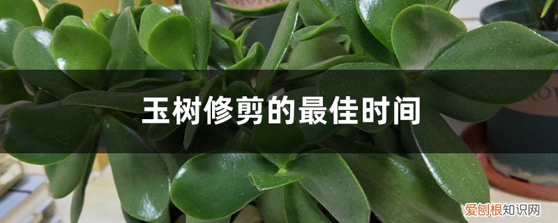 玉树修剪时间和方法 玉树修剪的最佳时间