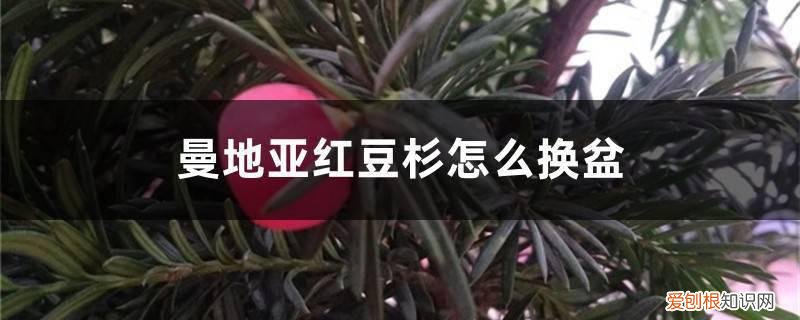 曼地亚红豆杉怎么换盆图解 曼地亚红豆杉怎么换盆